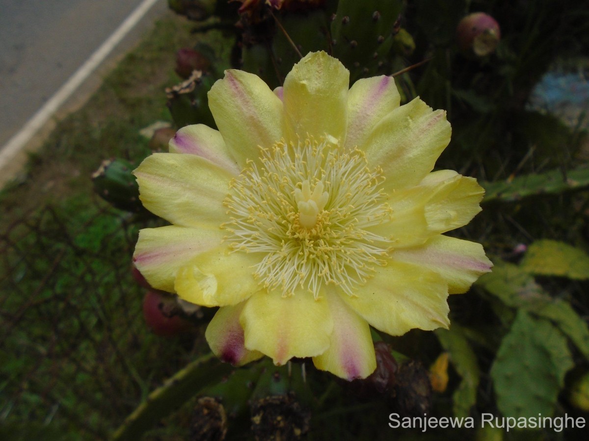 Opuntia monacantha Haw.